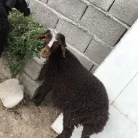 2عدد بره مست مست