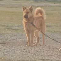 سگ ژرمن