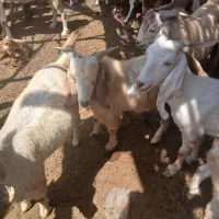 کهره نر