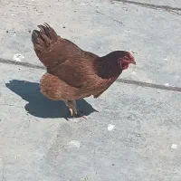 مرغ