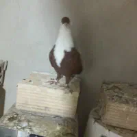 کرباتی سرخ رنگ خون و ساده ماده