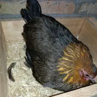 مرغ و خروس سلطان