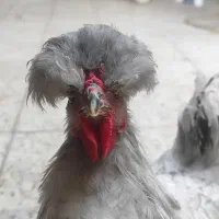 خروس . ۴ ماهه کاکلی پاپر نژاد سلطان.  با تخفیف