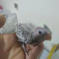 جوجه البینو20روزه