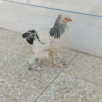 برهما