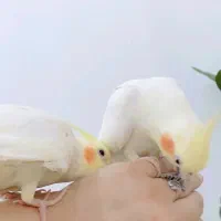۳ عروس هلندی اهلی دستی مولد۲ قفس لانه و تاب