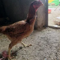 قیمت ۱۳۰۰۰۰۰۰