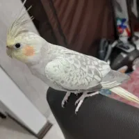 عروس هلندی ماده