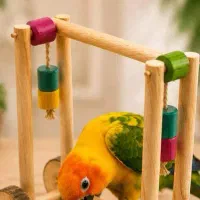 طو طو|پرنده|پردیس, فاز ۳|دیوار