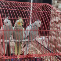 عروس هلندی و مرغ عشق