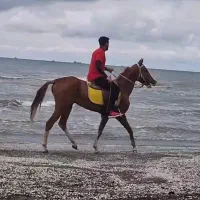اسب نریان ترکمن ۳ساله اخته