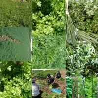 ‌پخش عمده سبزی پاک شده