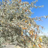 سنجد|خوردنی و آشامیدنی|میان جلگه, |دیوار