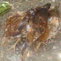 جوجه محلی