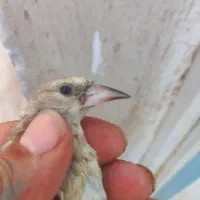 سهره جوانه کرمانی