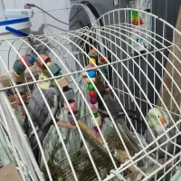 یه جفت عروس هلندی با بچه اش به فروش می‌رسد
