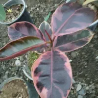 حراج واقعی گل و گیاه