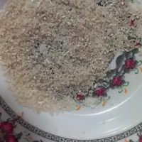 لاشه برنج فجر