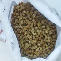 توت فروشی