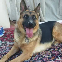 سگ ژرمن ورک لاین وارداتی