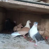 یک جفت کلاغ