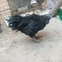 خروس سیاه نژاد ایام سمانی