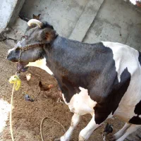 گاو شیری و گوشتی