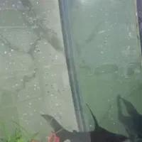 ماهی نایف و پنگوسی