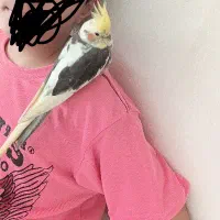 عروس هلندی نر و ماده
