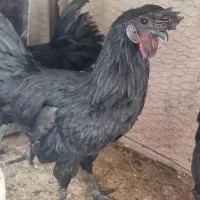 خروس لاکندزی