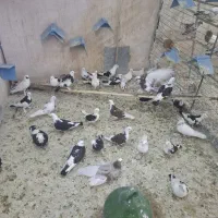 ابلغ یه تیپ کبوتر