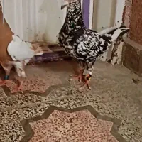 فروش جفت کبوتر عتیغه