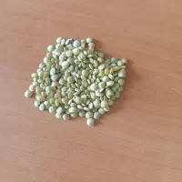 عدس مغان