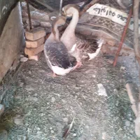 قو غاز تر و ماده