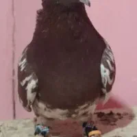 کبوتر کله سرخ نر