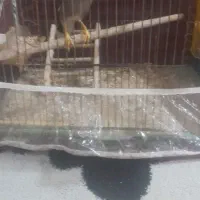 مرغ مینا آشتی
