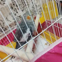 عروس هلندی مولد سینا مون