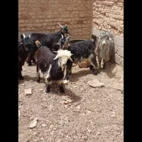 بیگ نر|حیوانات مزرعه|اردل, |دیوار