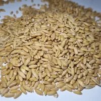 بذر گندم دیم جهت کاشت