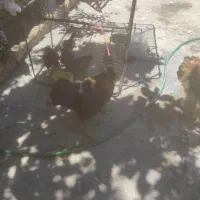 مرغ تخم گذار