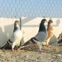 کبوتر رنگی