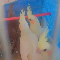 جوجه عروس هلندی دستی
