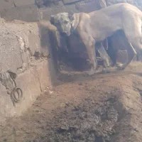 طوله سرابی
