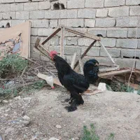 خروس مرندی