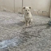 سگ پاپی
