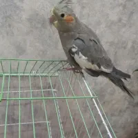 عروس هلندی نر