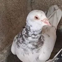کوهی دورگ نر