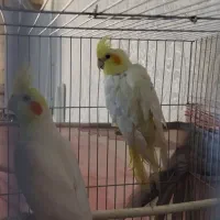 جفت عروس هلندی مولد
