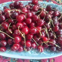 گیلاس های تک دانه