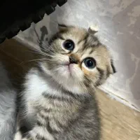 گربه اسکاتیش دبل فولد گلد چینچیلا